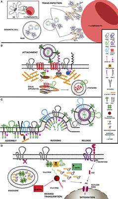 Tetraspanins, Another Piece in the HIV-1 Replication Puzzle